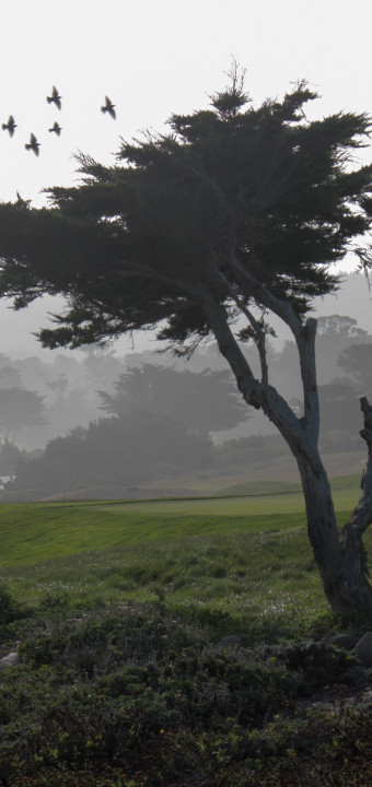 Cali: Monterey & Big Sur